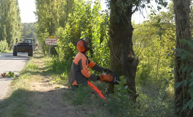 Abattage en bord de route, Châtellerault, Arborea
