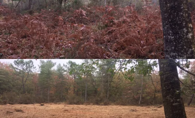 Restauration de vieilles landes mésophiles, Châtellerault, Arborea