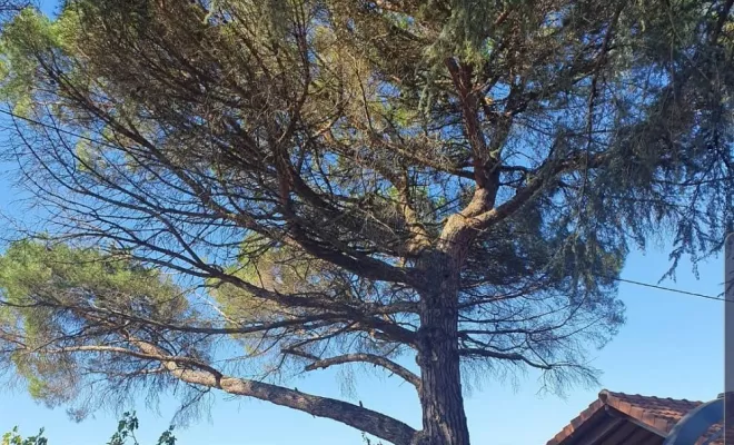 Elagage d'arbres à Chatellerault, Châtellerault, Arborea