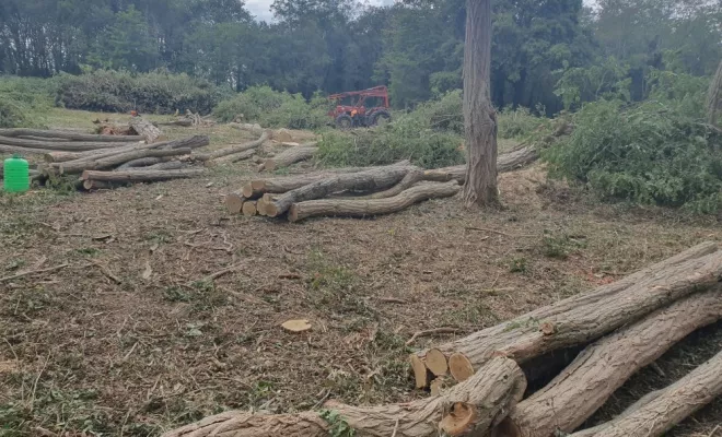 Défrichage et abattage d'arbres sur une parcelle communale, Châtellerault, Arborea