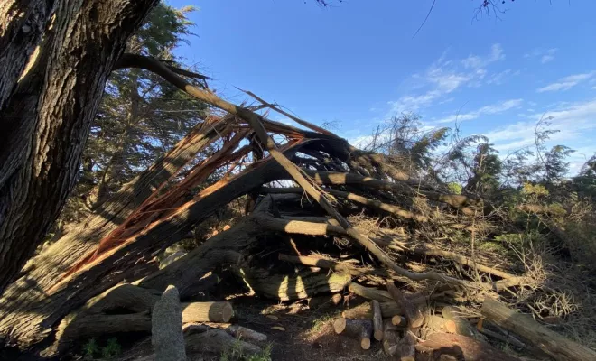 ELAGAGE sur l'île d'Yeu, Châtellerault, Arborea