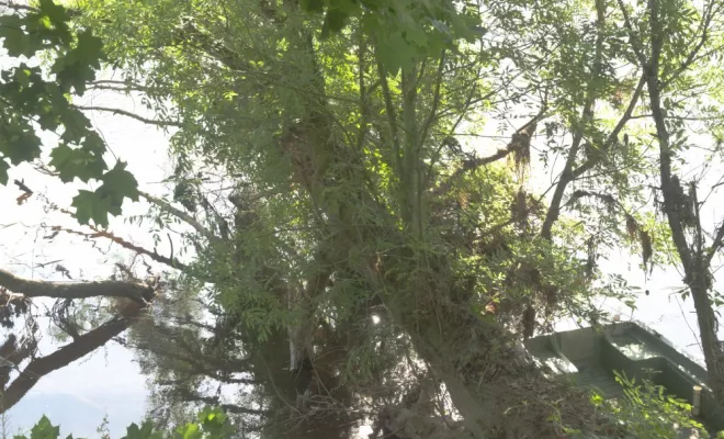 Chantier riviére, Châtellerault, Arborea