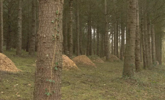 Entretien d'une Cédraie à Gencay, Châtellerault, Arborea