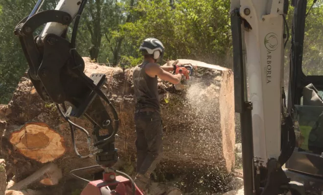 Abattage par démontage d'un Marronnier à Valdivienne, Châtellerault, Arborea