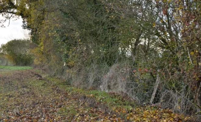 Réouverture de mare, agir pour la biodiversité !, Châtellerault, Arborea