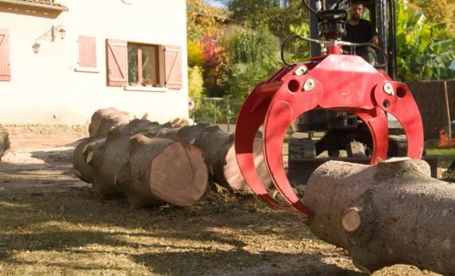 Démontage d'un Abies pinsapo, Châtellerault, Arborea