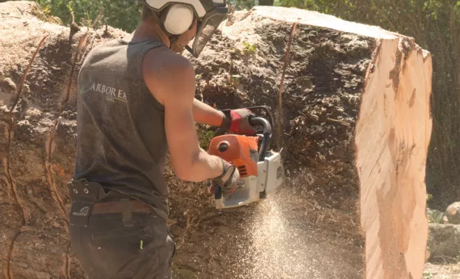 Abattage par démontage d'un Marronnier à Valdivienne, Châtellerault, Arborea