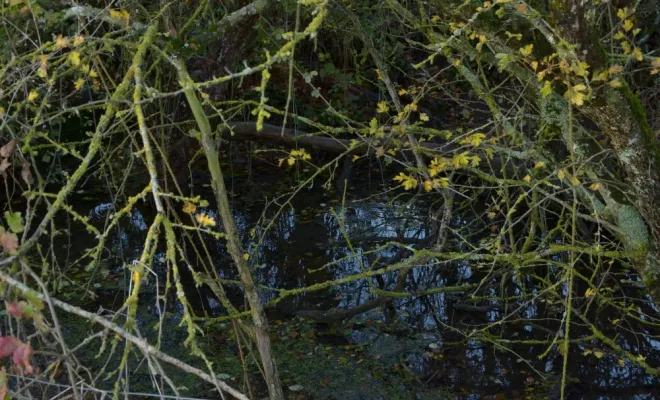 Réouverture de mare, agir pour la biodiversité !, Châtellerault, Arborea