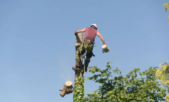 Diverses photos d'élagage et d'abattage, Châtellerault, Arborea