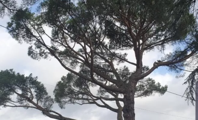 Elagage d'arbres à Chatellerault, Châtellerault, Arborea