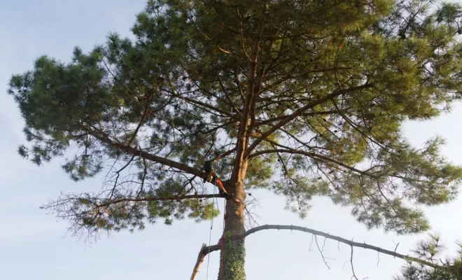 Diverses photos d'élagage et d'abattage, Châtellerault, Arborea