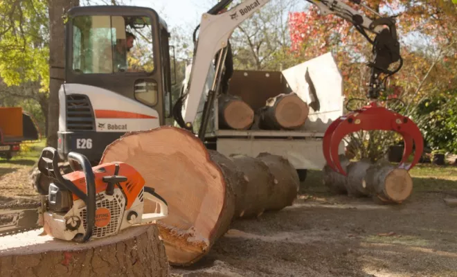 Démontage d'un Abies pinsapo, Châtellerault, Arborea