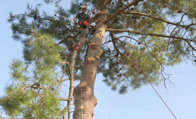 Diverses photos d'élagage et d'abattage, Châtellerault, Arborea