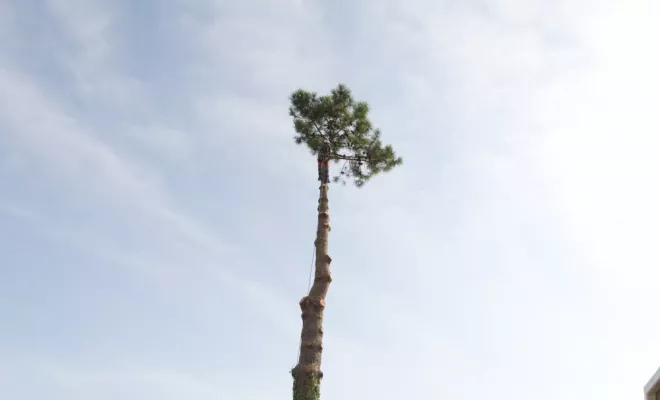 Diverses photos d'élagage et d'abattage, Châtellerault, Arborea