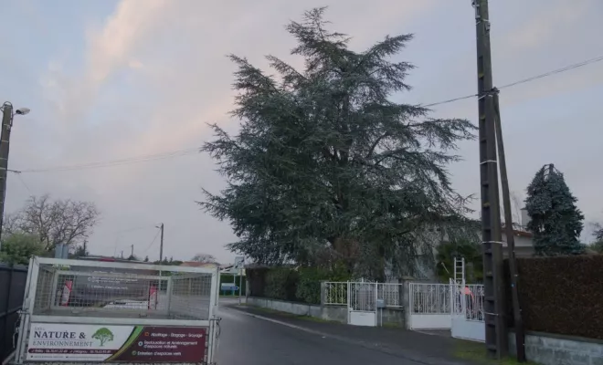 Diverses photos d'élagage et d'abattage, Châtellerault, Arborea