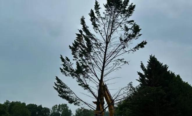 Abattage de 180 pieds de Cyprès, Châtellerault, Arborea