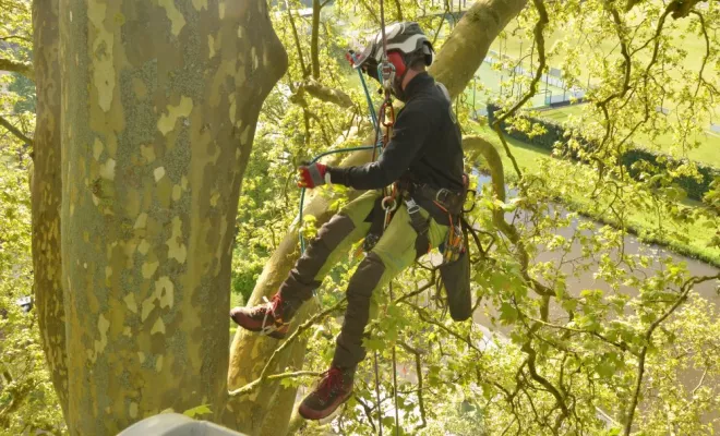 Elagage à Preuilly sur Claise, Châtellerault, Arborea