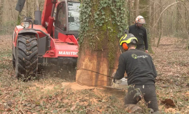 Abattage de grands chênes morts, Châtellerault, Arborea