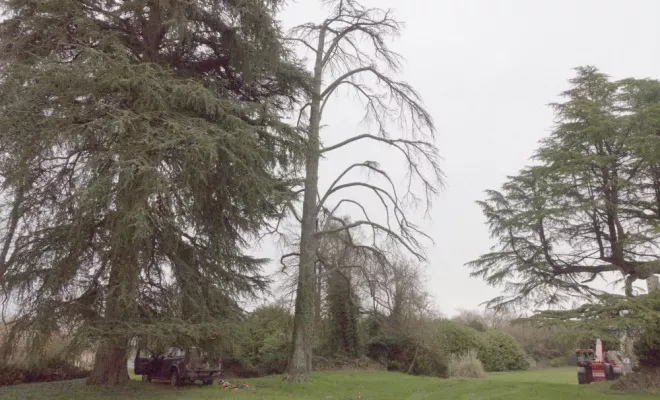 Abattage traditionnel d'un grand cèdre mort, Châtellerault, Arborea