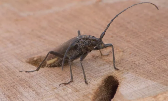 Le Grand Capricorne du chêne, Châtellerault, Arborea