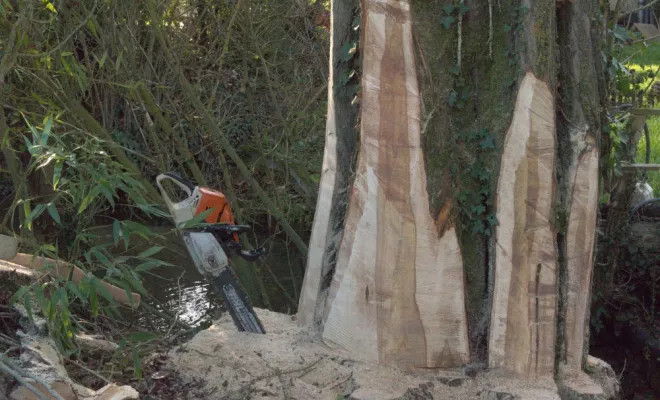 Abattage d'un grand peuplier sur la commune de Oyré, Châtellerault, Arborea
