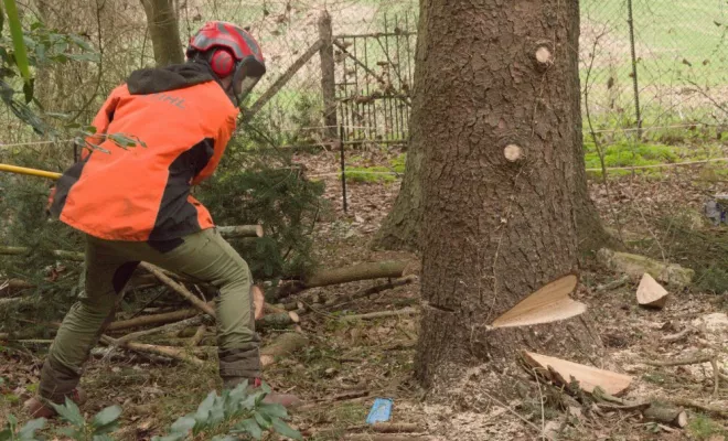 Abattage traditionnel d'un épicéa mort à Civaux, Châtellerault, Arborea