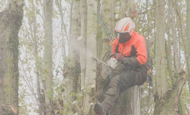 Travaux d'élagage à Bonneuil-Matours, Châtellerault, Arborea