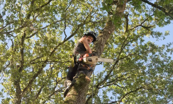 Abattage par démontage de chênes à Saint Julien l'Ars, Châtellerault, Arborea