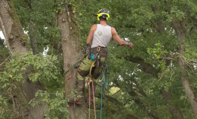 Travaux sur la D749, Châtellerault, Arborea