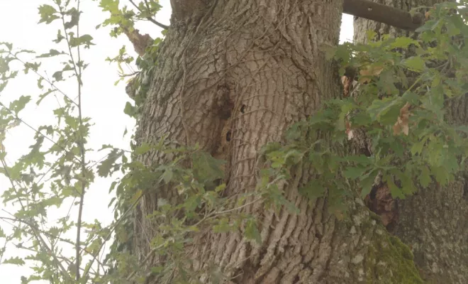 Elagage d'un vieux chêne aux abords de Poitiers, Châtellerault, Arborea