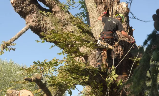 Abattage par démontage d'un Marronnier à Valdivienne, Châtellerault, Arborea
