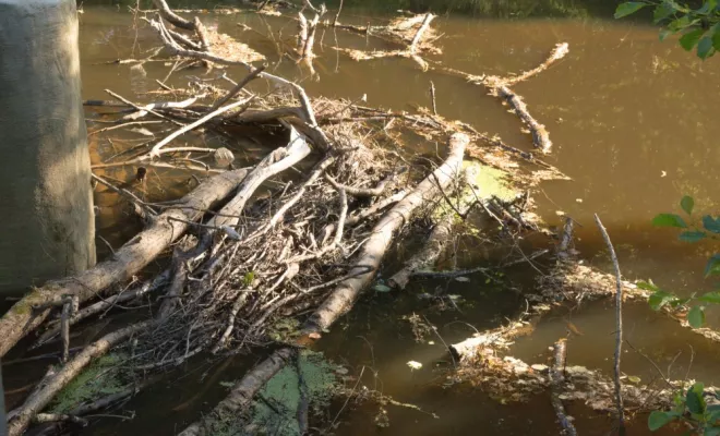 Travaux de rivière / Embâcle, Châtellerault, Arborea