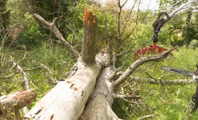 Evacuation d'un gros Pin Noir d'Autriche, Châtellerault, Arborea