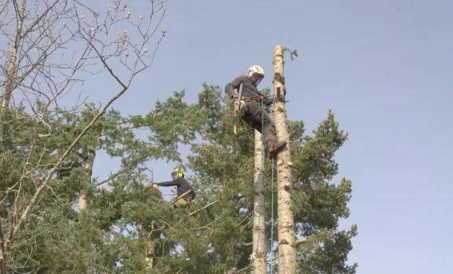 Abattage de Douglas à Lussac les Châteaux, Châtellerault, Arborea