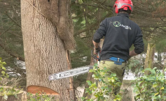 Abattage d'un Frêne à Lathus Saint Remy, Châtellerault, Arborea