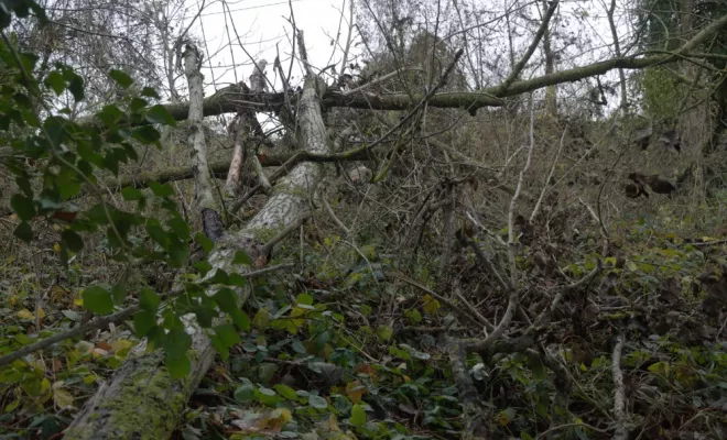 Remise en état d'un terrain en bord de Vienne, Châtellerault, Arborea