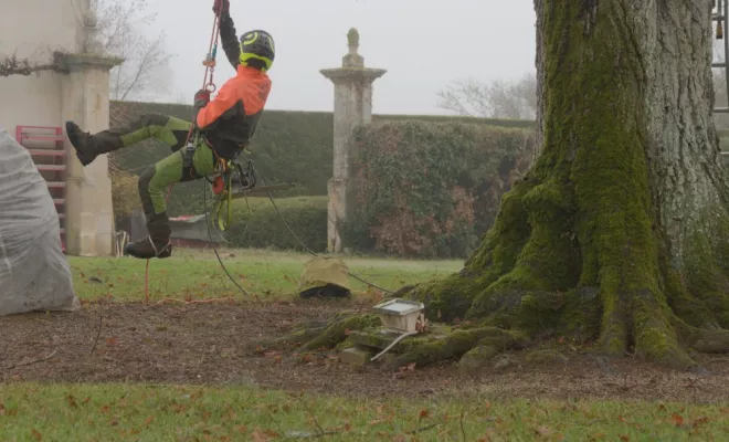 Elagage d'un tilleul à Montamisé, Châtellerault, Arborea