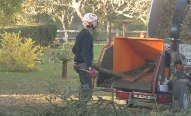 Démontage d'un Abies pinsapo, Châtellerault, Arborea