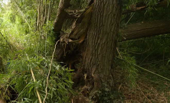 Abattage d'arbre à risque, Châtellerault, Arborea