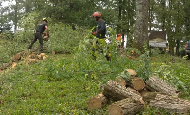 Abattage d'acacias à Preuilly sur Claise, Châtellerault, Arborea