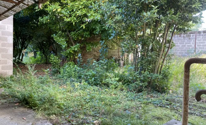 Remise en état de jardin, Châtellerault, Arborea