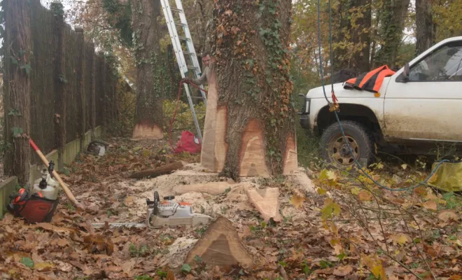 Ehoupage / Abattage de grands chênes, Châtellerault, Arborea