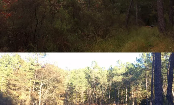 Restauration de vieilles landes mésophiles, Châtellerault, Arborea