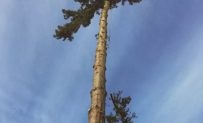 Diverses photos d'élagage et d'abattage, Châtellerault, Arborea