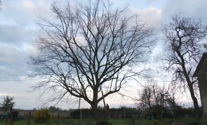 Elagage d'arbres à Chatellerault, Châtellerault, Arborea