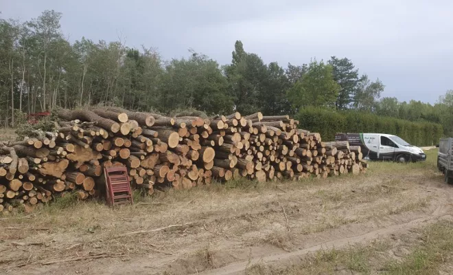 Défrichage et abattage d'arbres sur une parcelle communale, Châtellerault, Arborea