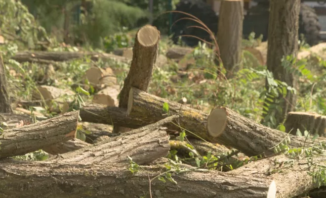 Travaux d'élagage en nacelle, Châtellerault, Arborea
