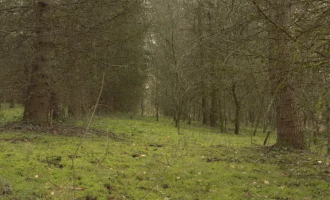 Entretien d'une Cédraie à Gencay, Châtellerault, Arborea