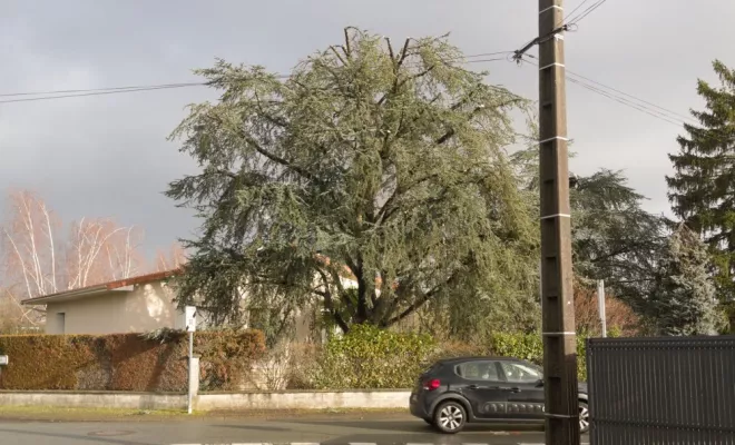 Diverses photos d'élagage et d'abattage, Châtellerault, Arborea
