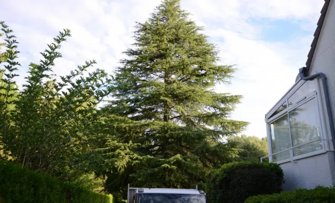 Diverses photos d'élagage et d'abattage, Châtellerault, Arborea